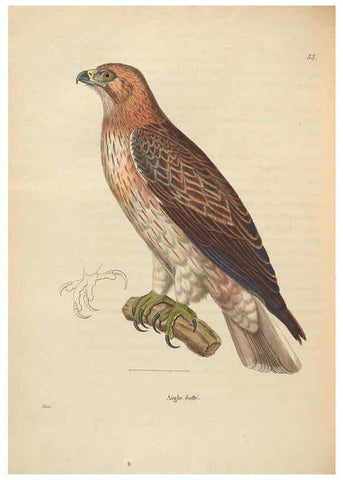 Reproducción/Reproduction 6285707501: Nouveau recueil de planches coloriées d'oiseaux A Strasbourgh ;Chez Legras Imbert et Comp.,1838