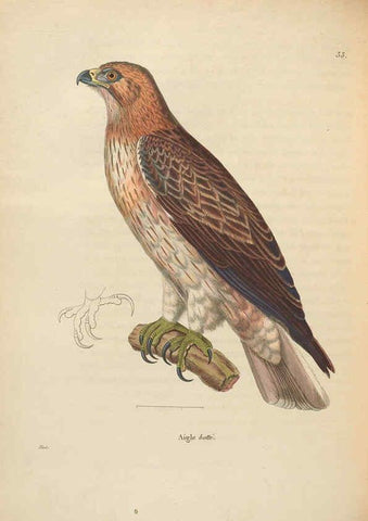 Reproducción/Reproduction 6285707501: Nouveau recueil de planches coloriées d'oiseaux A Strasbourgh ;Chez Legras Imbert et Comp.,1838