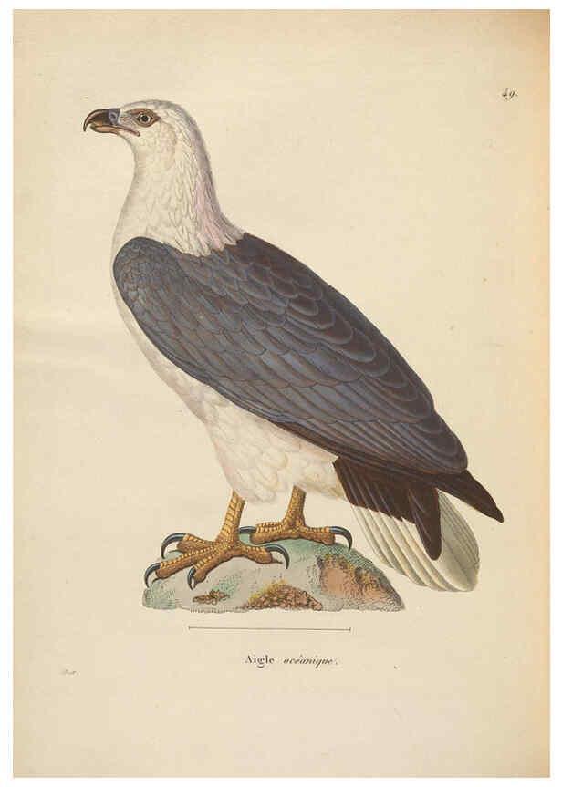 Reproducción/Reproduction 6286228400: Nouveau recueil de planches coloriées d'oiseaux A Strasbourgh ;Chez Legras Imbert et Comp.,1838