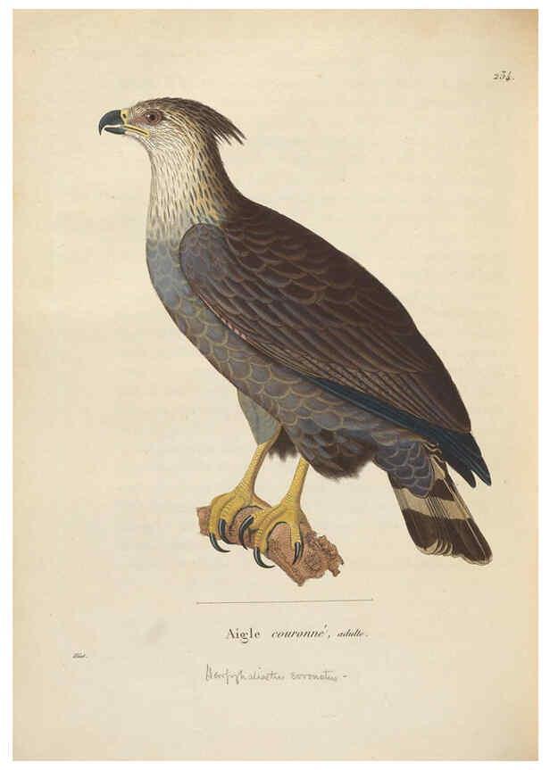 Reproducción/Reproduction 6285707911: Nouveau recueil de planches coloriées d'oiseaux A Strasbourgh ;Chez Legras Imbert et Comp.,1838