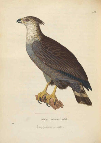 Reproducción/Reproduction 6285707911: Nouveau recueil de planches coloriées d'oiseaux A Strasbourgh ;Chez Legras Imbert et Comp.,1838