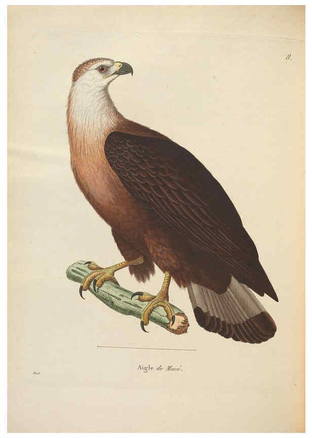 Reproducción/Reproduction 6286228740: Nouveau recueil de planches coloriées d'oiseaux A Strasbourgh ;Chez Legras Imbert et Comp.,1838