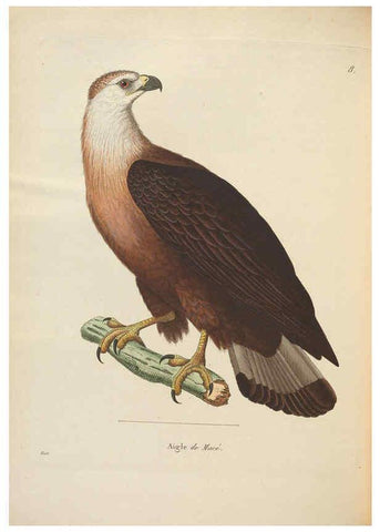Reproducción/Reproduction 6286228740: Nouveau recueil de planches coloriées d'oiseaux A Strasbourgh ;Chez Legras Imbert et Comp.,1838