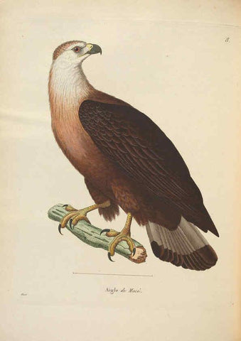 Reproducción/Reproduction 6286228740: Nouveau recueil de planches coloriées d'oiseaux A Strasbourgh ;Chez Legras Imbert et Comp.,1838