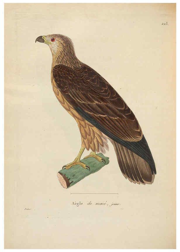 Reproducción/Reproduction 6286228906: Nouveau recueil de planches coloriées d'oiseaux A Strasbourgh ;Chez Legras Imbert et Comp.,1838