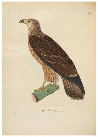 Reproducción/Reproduction 6286228906: Nouveau recueil de planches coloriées d'oiseaux A Strasbourgh ;Chez Legras Imbert et Comp.,1838