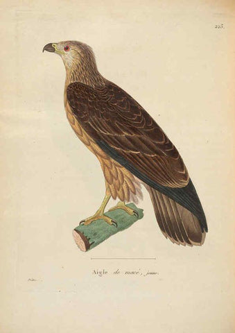 Reproducción/Reproduction 6286228906: Nouveau recueil de planches coloriées d'oiseaux A Strasbourgh ;Chez Legras Imbert et Comp.,1838