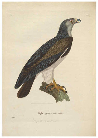 Reproducción/Reproduction 6286229082: Nouveau recueil de planches coloriées d'oiseaux A Strasbourgh ;Chez Legras Imbert et Comp.,1838