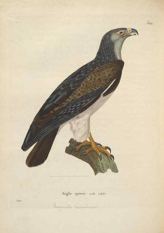 Reproducción/Reproduction 6286229082: Nouveau recueil de planches coloriées d'oiseaux A Strasbourgh ;Chez Legras Imbert et Comp.,1838