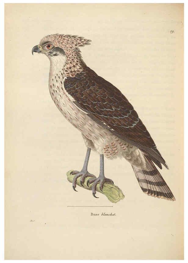 Reproducción/Reproduction 6285708501: Nouveau recueil de planches coloriées d'oiseaux A Strasbourgh ;Chez Legras Imbert et Comp.,1838
