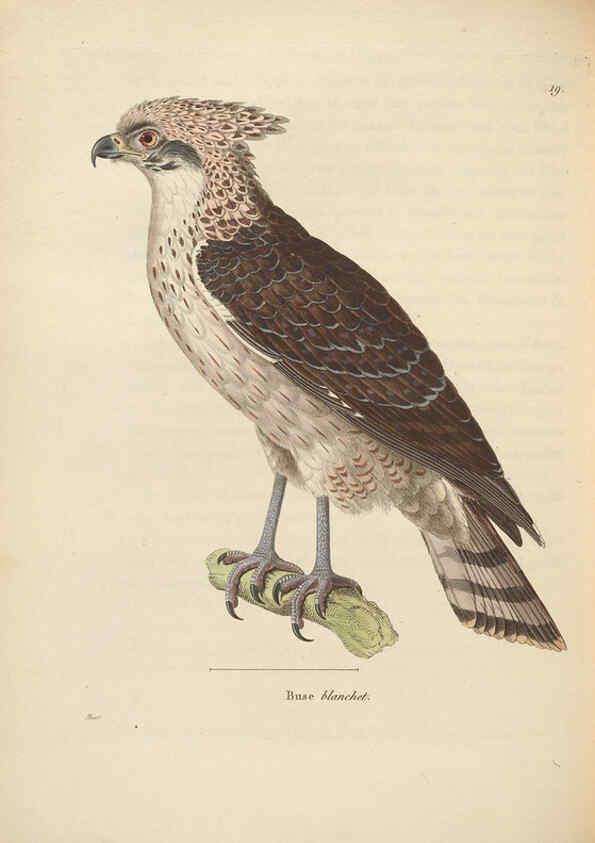 Reproducción/Reproduction 6285708501: Nouveau recueil de planches coloriées d'oiseaux A Strasbourgh ;Chez Legras Imbert et Comp.,1838