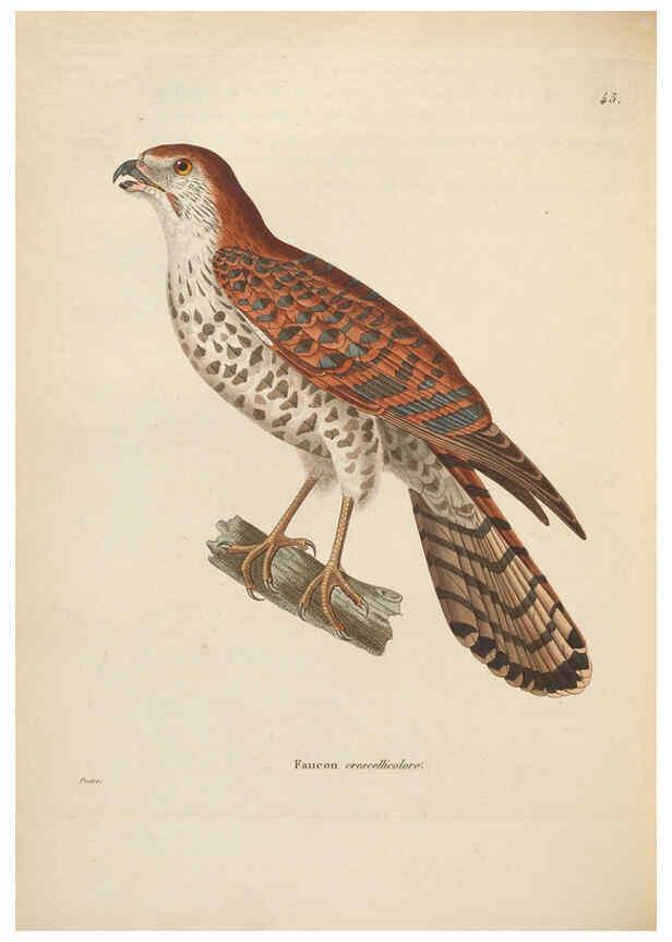 Reproducción/Reproduction 6285706013: Nouveau recueil de planches coloriées d'oiseaux A Strasbourgh ;Chez Legras Imbert et Comp.,1838