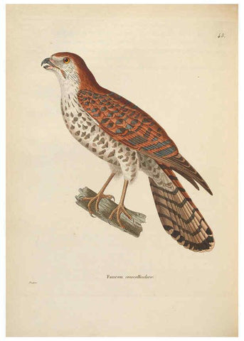 Reproducción/Reproduction 6285706013: Nouveau recueil de planches coloriées d'oiseaux A Strasbourgh ;Chez Legras Imbert et Comp.,1838