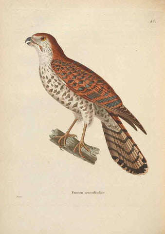 Reproducción/Reproduction 6285706013: Nouveau recueil de planches coloriées d'oiseaux A Strasbourgh ;Chez Legras Imbert et Comp.,1838