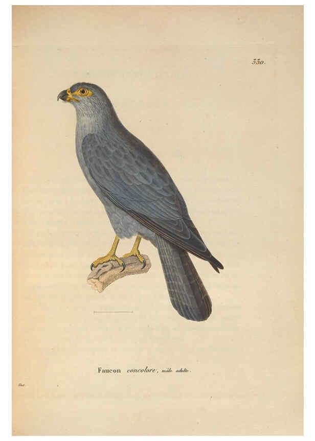 Reproducción/Reproduction 6286226540: Nouveau recueil de planches coloriées d'oiseaux A Strasbourgh ;Chez Legras Imbert et Comp.,1838