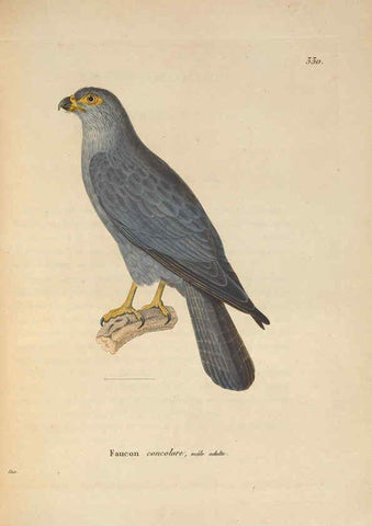 Reproducción/Reproduction 6286226540: Nouveau recueil de planches coloriées d'oiseaux A Strasbourgh ;Chez Legras Imbert et Comp.,1838