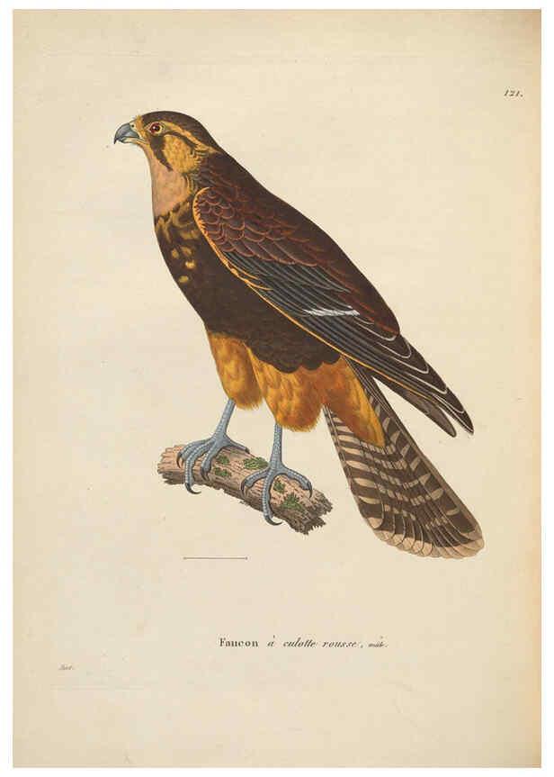 Reproducción/Reproduction 6285705741: Nouveau recueil de planches coloriées d'oiseaux A Strasbourgh ;Chez Legras Imbert et Comp.,1838