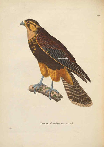 Reproducción/Reproduction 6285705741: Nouveau recueil de planches coloriées d'oiseaux A Strasbourgh ;Chez Legras Imbert et Comp.,1838