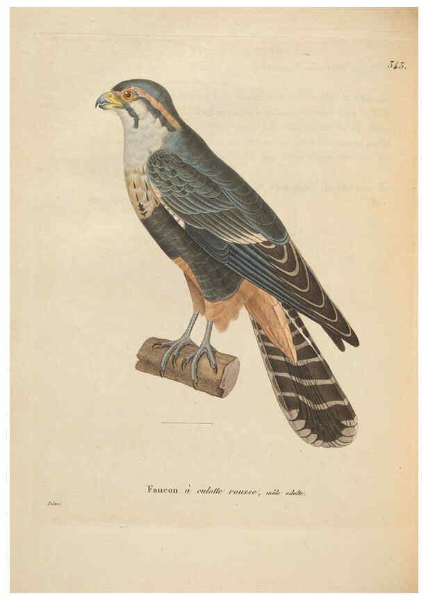 Reproducción/Reproduction 6286226176: Nouveau recueil de planches coloriées d'oiseaux A Strasbourgh ;Chez Legras Imbert et Comp.,1838
