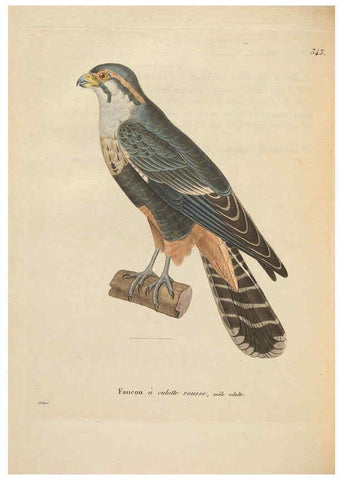 Reproducción/Reproduction 6286226176: Nouveau recueil de planches coloriées d'oiseaux A Strasbourgh ;Chez Legras Imbert et Comp.,1838