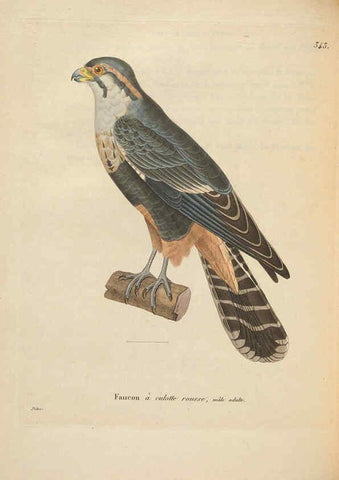 Reproducción/Reproduction 6286226176: Nouveau recueil de planches coloriées d'oiseaux A Strasbourgh ;Chez Legras Imbert et Comp.,1838
