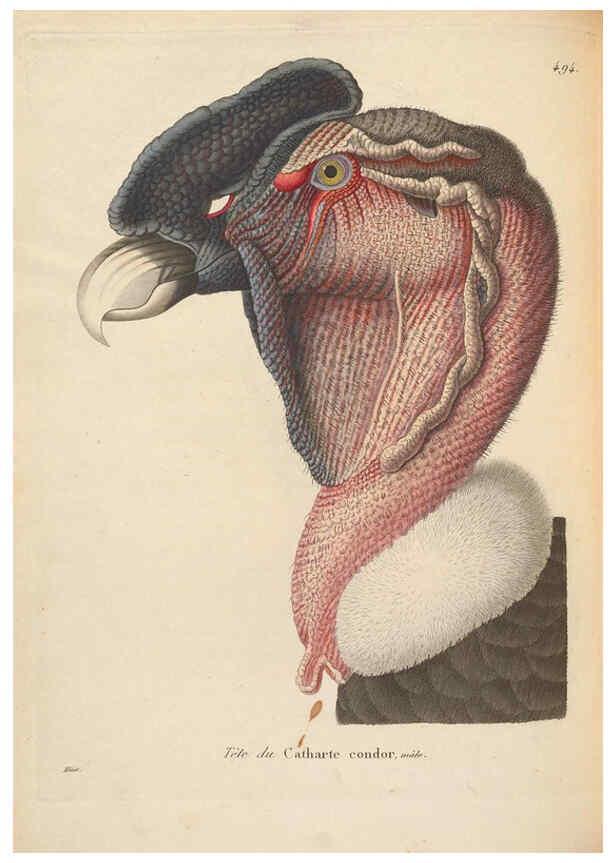 Reproducción/Reproduction 6286223366: Nouveau recueil de planches coloriées d'oiseaux A Strasbourgh ;Chez Legras Imbert et Comp.,1838