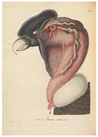Reproducción/Reproduction 6286223366: Nouveau recueil de planches coloriées d'oiseaux A Strasbourgh ;Chez Legras Imbert et Comp.,1838