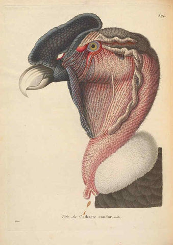 Reproducción/Reproduction 6286223366: Nouveau recueil de planches coloriées d'oiseaux A Strasbourgh ;Chez Legras Imbert et Comp.,1838