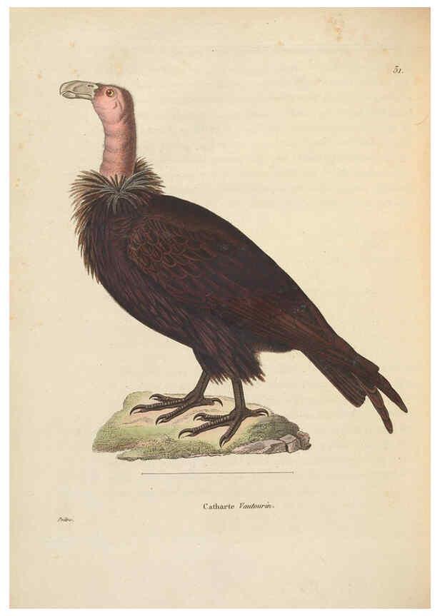Reproducción/Reproduction 6285702815: Nouveau recueil de planches coloriées d'oiseaux A Strasbourgh ;Chez Legras Imbert et Comp.,1838