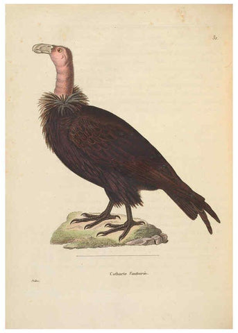 Reproducción/Reproduction 6285702815: Nouveau recueil de planches coloriées d'oiseaux A Strasbourgh ;Chez Legras Imbert et Comp.,1838