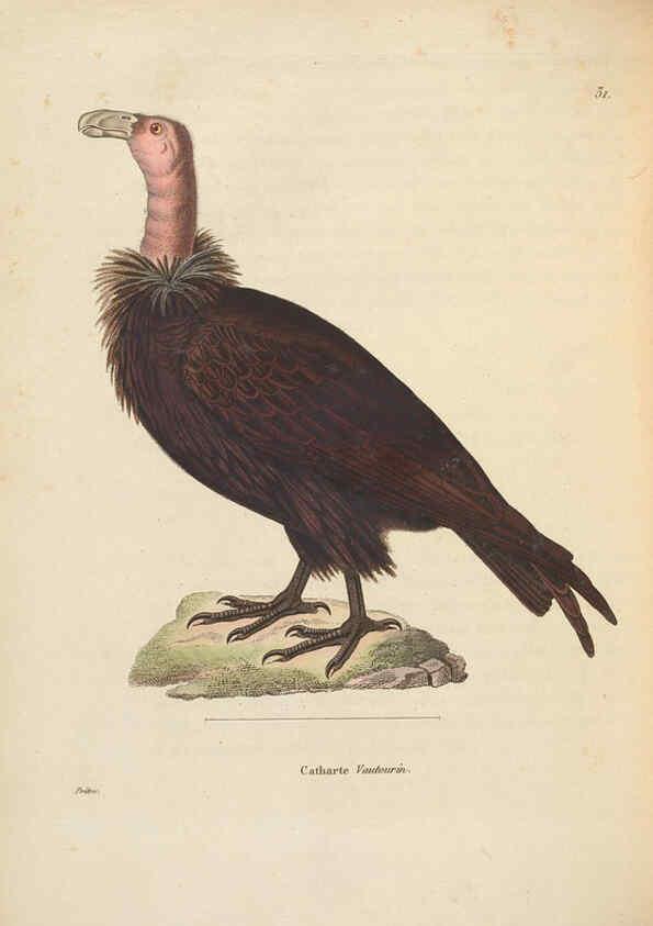 Reproducción/Reproduction 6285702815: Nouveau recueil de planches coloriées d'oiseaux A Strasbourgh ;Chez Legras Imbert et Comp.,1838