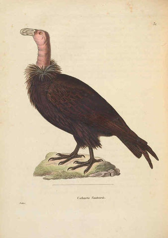 Reproducción/Reproduction 6285702815: Nouveau recueil de planches coloriées d'oiseaux A Strasbourgh ;Chez Legras Imbert et Comp.,1838