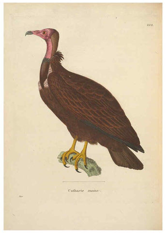 Reproducción/Reproduction 6286223714: Nouveau recueil de planches coloriées d'oiseaux A Strasbourgh ;Chez Legras Imbert et Comp.,1838