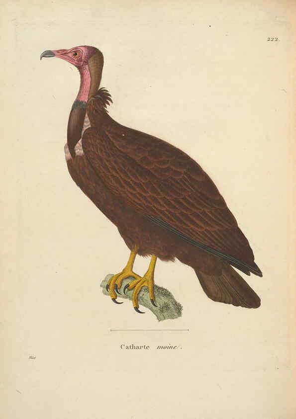 Reproducción/Reproduction 6286223714: Nouveau recueil de planches coloriées d'oiseaux A Strasbourgh ;Chez Legras Imbert et Comp.,1838