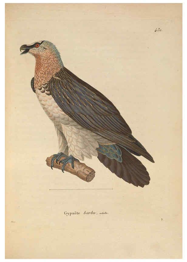 Reproducción/Reproduction 6286223844: Nouveau recueil de planches coloriées d'oiseaux A Strasbourgh ;Chez Legras Imbert et Comp.,1838