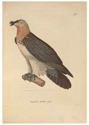 Reproducción/Reproduction 6286223844: Nouveau recueil de planches coloriées d'oiseaux A Strasbourgh ;Chez Legras Imbert et Comp.,1838