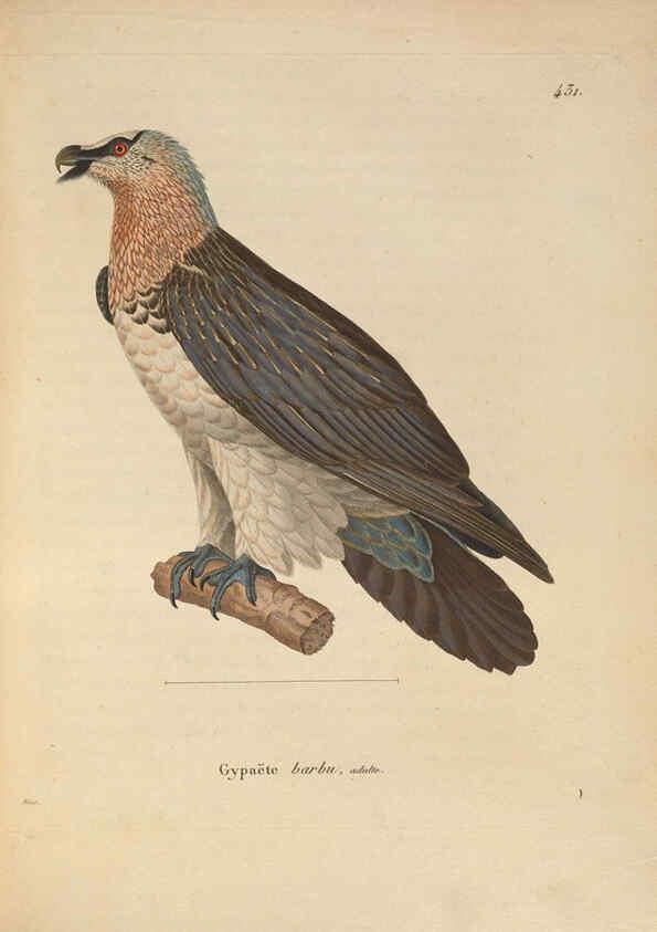 Reproducción/Reproduction 6286223844: Nouveau recueil de planches coloriées d'oiseaux A Strasbourgh ;Chez Legras Imbert et Comp.,1838