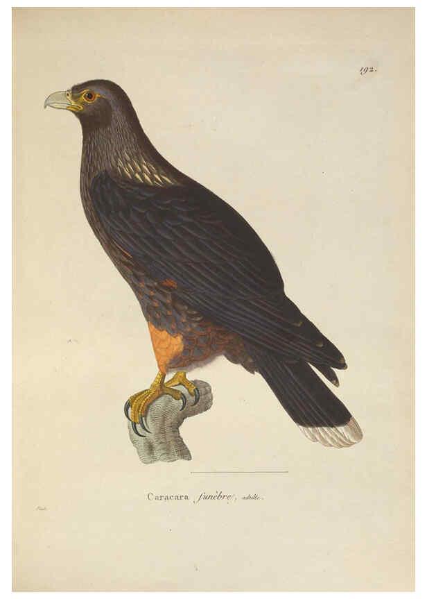 Reproducción/Reproduction 6286224088: Nouveau recueil de planches coloriées d'oiseaux A Strasbourgh ;Chez Legras Imbert et Comp.,1838