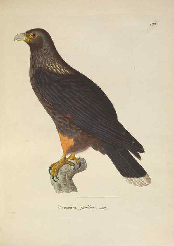 Reproducción/Reproduction 6286224088: Nouveau recueil de planches coloriées d'oiseaux A Strasbourgh ;Chez Legras Imbert et Comp.,1838