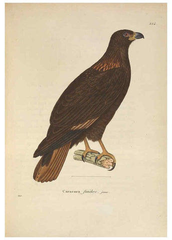 Reproducción/Reproduction 6285703539: Nouveau recueil de planches coloriées d'oiseaux A Strasbourgh ;Chez Legras Imbert et Comp.,1838