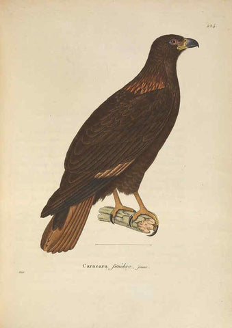 Reproducción/Reproduction 6285703539: Nouveau recueil de planches coloriées d'oiseaux A Strasbourgh ;Chez Legras Imbert et Comp.,1838