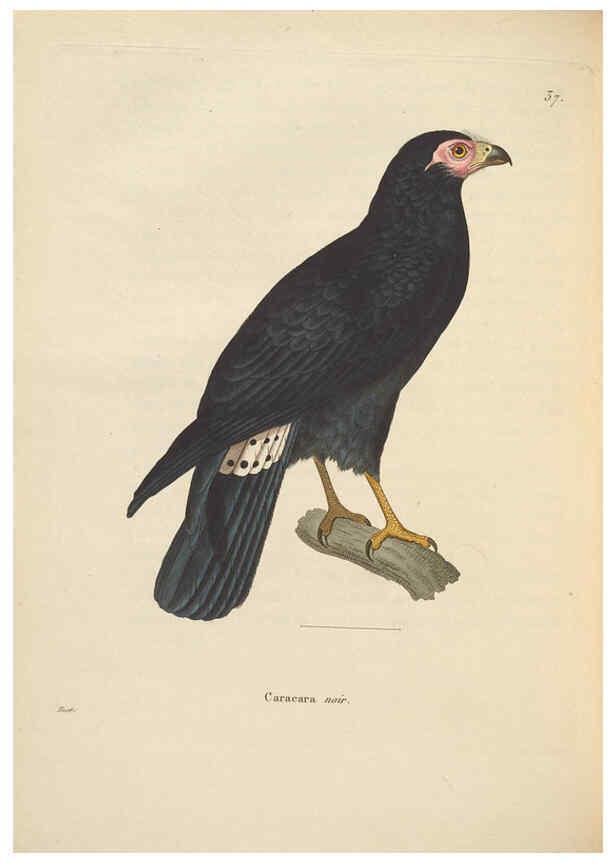 Reproducción/Reproduction 6286224360: Nouveau recueil de planches coloriées d'oiseaux A Strasbourgh ;Chez Legras Imbert et Comp.,1838