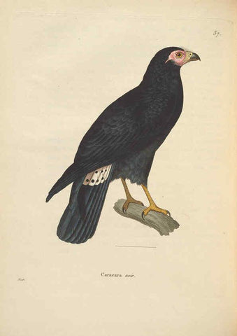 Reproducción/Reproduction 6286224360: Nouveau recueil de planches coloriées d'oiseaux A Strasbourgh ;Chez Legras Imbert et Comp.,1838