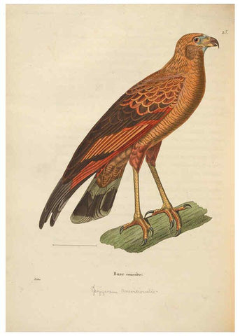 Reproducción/Reproduction 6285708667: Nouveau recueil de planches coloriées d'oiseaux A Strasbourgh ;Chez Legras Imbert et Comp.,1838