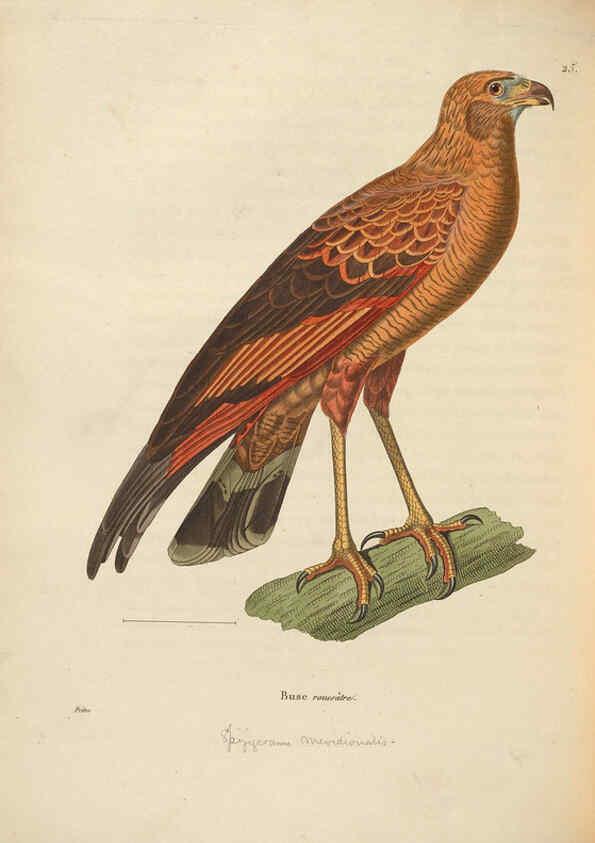 Reproducción/Reproduction 6285708667: Nouveau recueil de planches coloriées d'oiseaux A Strasbourgh ;Chez Legras Imbert et Comp.,1838