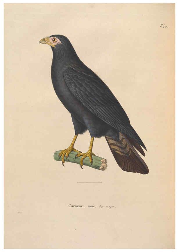 Reproducción/Reproduction 6285703843: Nouveau recueil de planches coloriées d'oiseaux A Strasbourgh ;Chez Legras Imbert et Comp.,1838