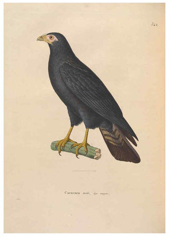 Reproducción/Reproduction 6285703843: Nouveau recueil de planches coloriées d'oiseaux A Strasbourgh ;Chez Legras Imbert et Comp.,1838
