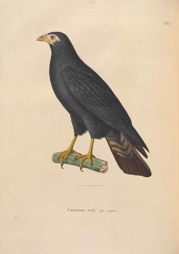 Reproducción/Reproduction 6285703843: Nouveau recueil de planches coloriées d'oiseaux A Strasbourgh ;Chez Legras Imbert et Comp.,1838