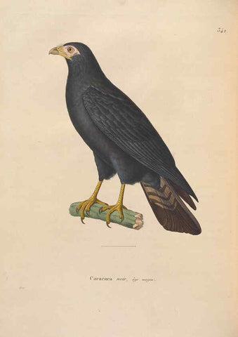 Reproducción/Reproduction 6285703843: Nouveau recueil de planches coloriées d'oiseaux A Strasbourgh ;Chez Legras Imbert et Comp.,1838