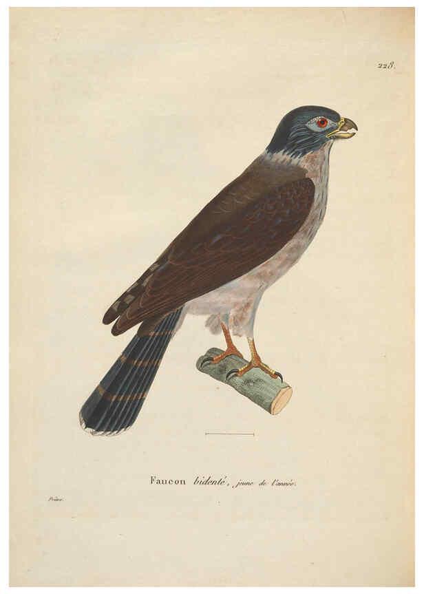 Reproducción/Reproduction 6286224824: Nouveau recueil de planches coloriées d'oiseaux A Strasbourgh ;Chez Legras Imbert et Comp.,1838
